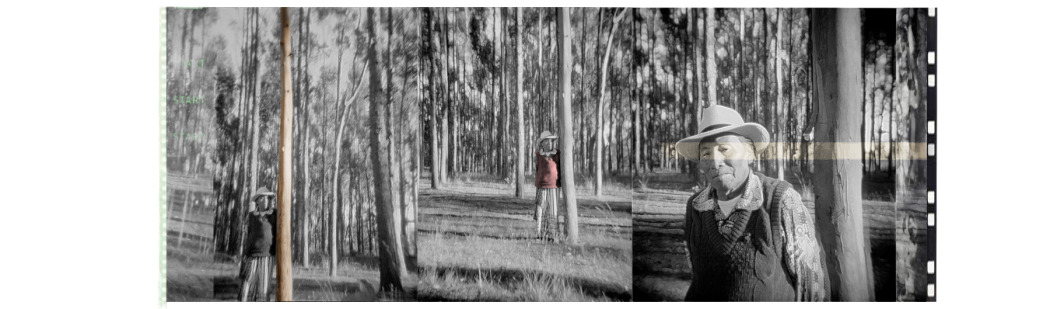 tata in trees edited.jpg